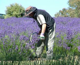 Yuulong Lavender Estate - Accommodation Asia 2