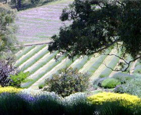 Yuulong Lavender Estate - Accommodation Asia 7
