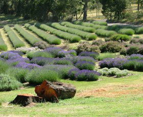 Yuulong Lavender Estate - Accommodation Asia 8