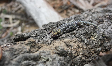 Wagun Picnic Area - Accommodation Guide 1