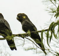 Conimbla National Park
