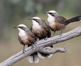 Winton Wetlands Reserve - Accommodation Guide 1