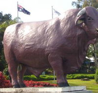 Rockhampton Bull Statues - Accommodation Asia