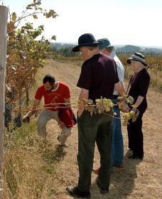 Rosnay Organic Farm And Vineyard - Accommodation Guide 2