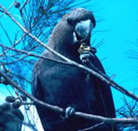 Mount Archer National Park - Accommodation Guide