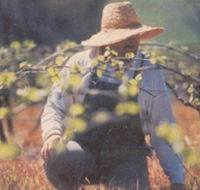Canobolas Smith Winery - Accommodation Asia