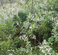 Snowgum walking track - Accommodation Guide
