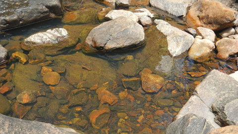 Mount Canobolas State Conservation Area - Accommodation Guide 2