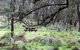 Mullion Range State Conservation Area - thumb 1