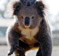 Koalas in Gunnedah - Accommodation Asia