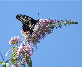 Albury Botanic Gardens - Accommodation Guide 5