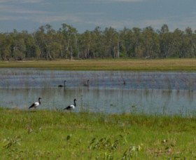 Lake Broadwater Conservation Park - Accommodation Asia 1