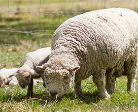 Short Sheep Micro-Winery - Accommodation Asia 6