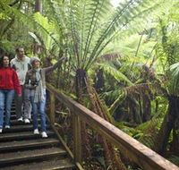 Otway Fly Treetop Adventures - Accommodation Asia