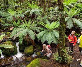 Baw Baw National Park - Accommodation Guide 0