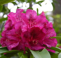 Campbell Rhododendron Gardens - Accommodation Guide