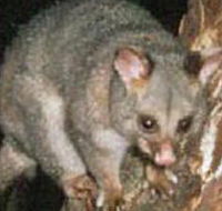 Moondarra State Park - Accommodation Guide