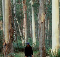 Blue Gum Forest - Accommodation Guide