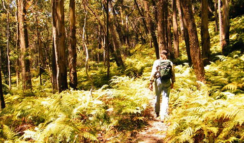 Federal Pass - Accommodation Asia 0
