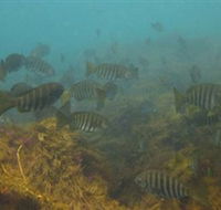 Bunurong Marine and Coastal Park - Accommodation Guide