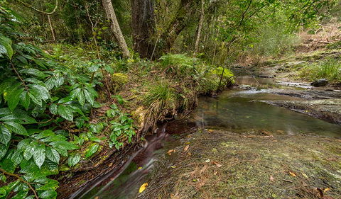 Nowendoc National Park - Accommodation Asia 2