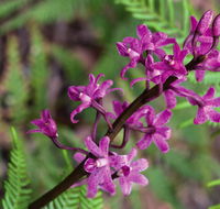 Cassinia walking track - Accommodation Asia