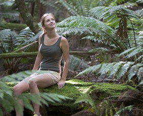 Barrington Tops National Park - Honeysuckle Forest Track - Accommodation Guide 0