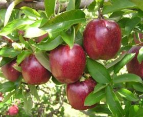 Oakdale NSW Accommodation Guide