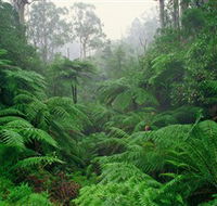 Tarra Bulga National Park - Accommodation Asia