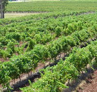 Pokolbin Brothers Wines Hunter Valley - Accommodation Asia