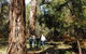 Tallaganda National Park - thumb 0
