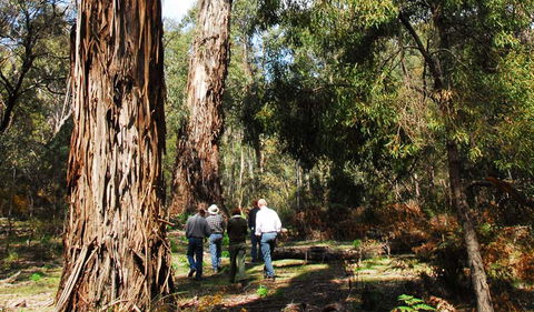 Tallaganda National Park - Accommodation Asia 0