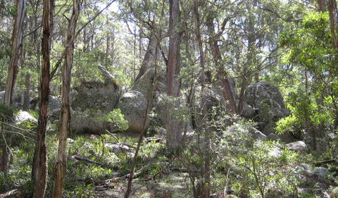 Tallaganda National Park - Accommodation Asia 2