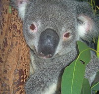 Hunter Valley Zoo - Accommodation Guide