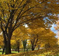 Centennial Park at Cooma - Accommodation Guide