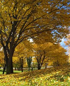 Centennial Park At Cooma - Accommodation Guide 0