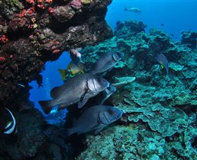 Maori Wrasse Bommie Dive Site - Accommodation China 1