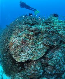 Maori Wrasse Bommie Dive Site - Accommodation China 2
