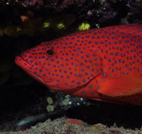 Maori Wrasse Bommie Dive Site - Accommodation China