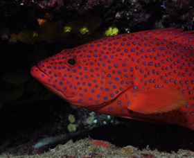Maori Wrasse Bommie Dive Site - Accommodation China 0