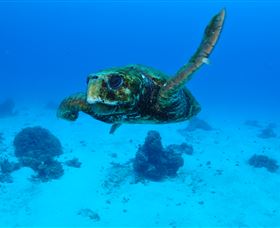 Maori Wrasse Bommie Dive Site - Accommodation China 3