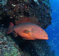Anchor Bommie Dive Site - Accommodation China