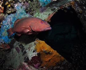 Severance Shipwreck Dive Site - Accommodation China 1