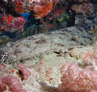 Lighthouse Bommies Dive Site - Accommodation China