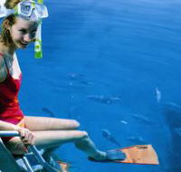 Roy Rufus Artificial Reef Dive Site - Accommodation Guide