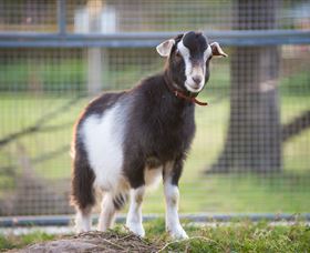 Amazement Farm And Fun Park / Cafe And Farmstay Accommodation - Accommodation Guide 3