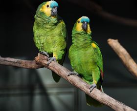 Amazement Farm And Fun Park / Cafe And Farmstay Accommodation - Accommodation Guide 7