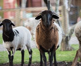 Amazement Farm And Fun Park / Cafe And Farmstay Accommodation - Accommodation Guide 4