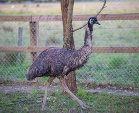 Amazement Farm And Fun Park / Cafe And Farmstay Accommodation - Accommodation Guide 6