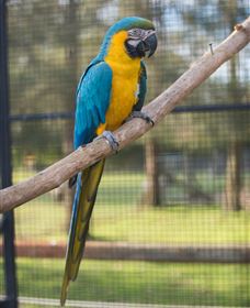 Amazement Farm And Fun Park / Cafe And Farmstay Accommodation - Accommodation Guide 8